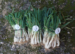 150 calsots de Tarragona IGP calçots de Valls