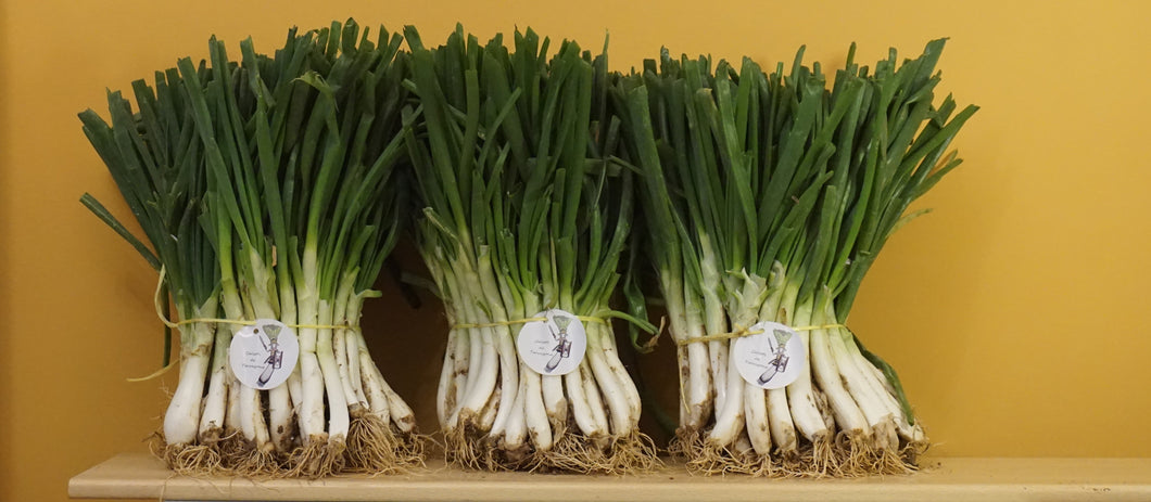 150 calsots de Tarragona de  IGP calçot de Valls